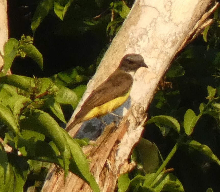 Sulphury Flycatcher (Tyrannopsis sulphurea), photo 8