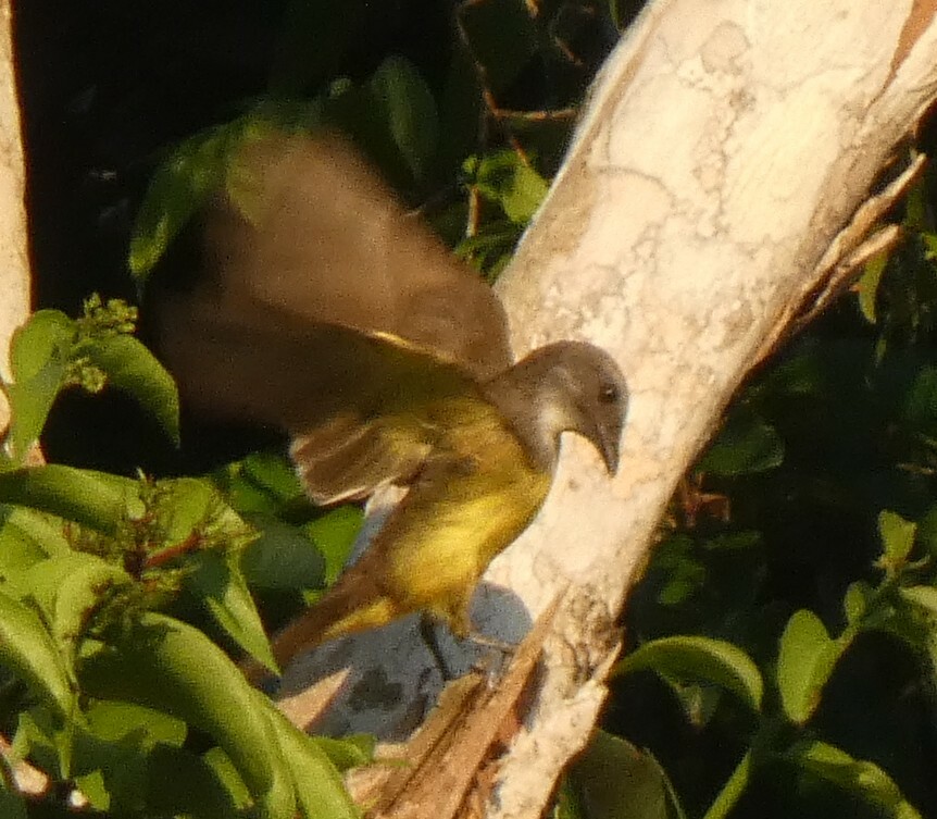 Sulphury Flycatcher (Tyrannopsis sulphurea), photo 9