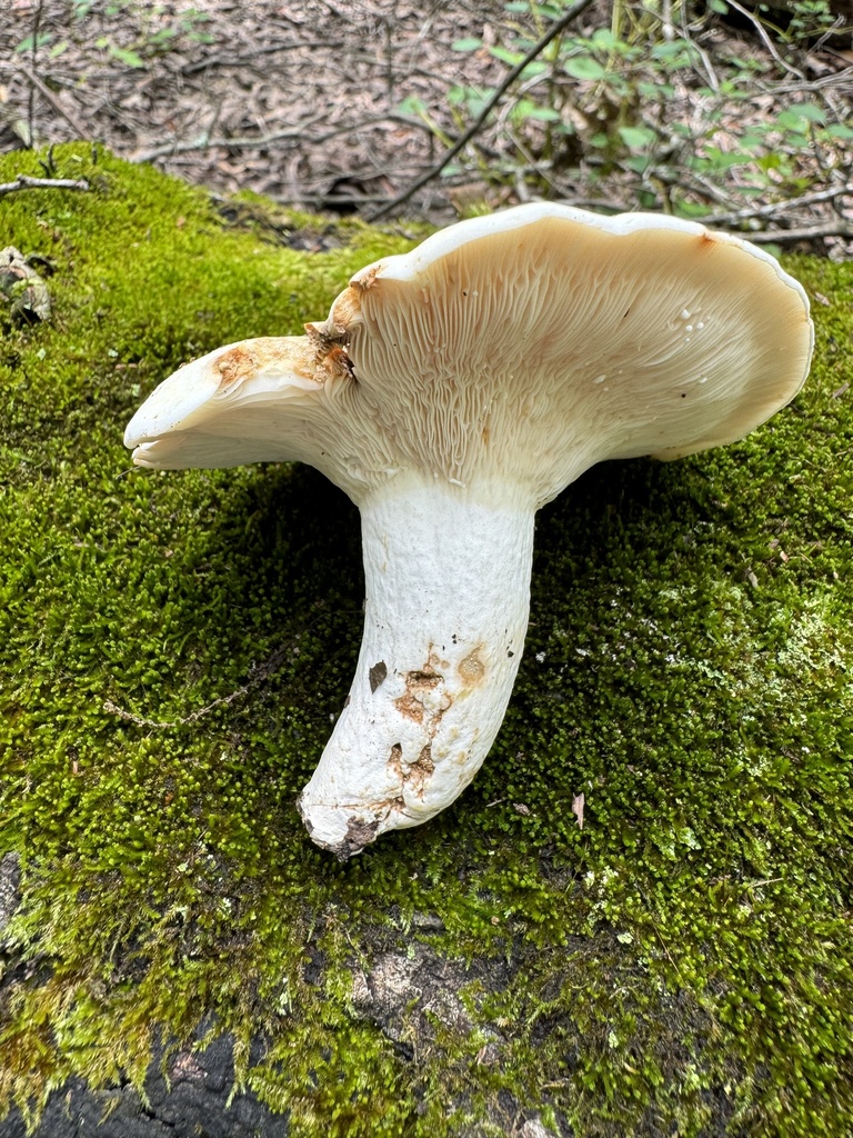 Lactifluus luteopallidus