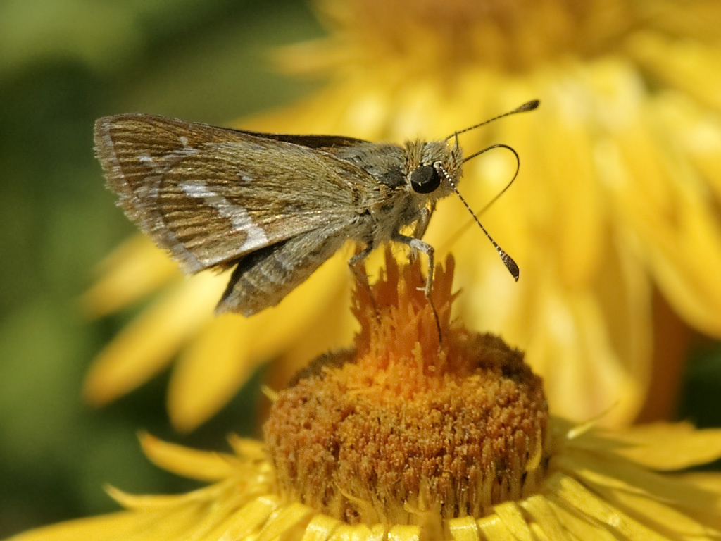 Grass Darts and Darters