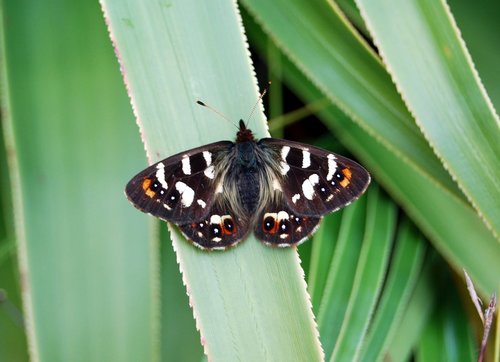 Argynnina hobartia Westwood, 1851