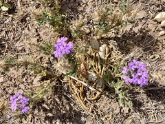 Glandularia latilobata