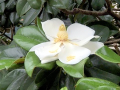 Magnolia grandiflora