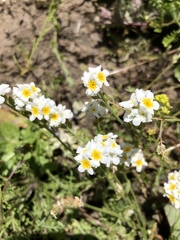 Plagiobothrys figuratus