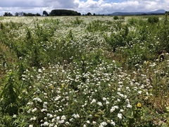 Plagiobothrys figuratus