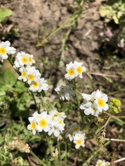 Plagiobothrys figuratus