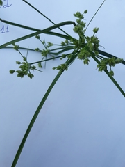Cyperus