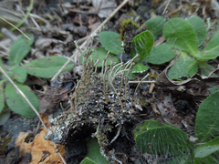 Cladonia rei