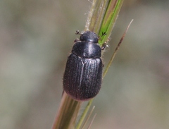 Serica anthracina
