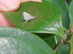 Cangetta hartoghialis