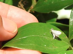 Cangetta hartoghialis