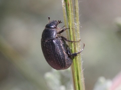 Serica anthracina