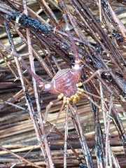 Krateromaspis dilatata