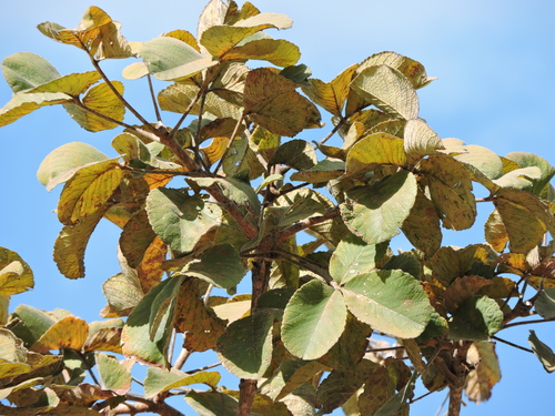 Image of Pekea Nut (Caryocar brasiliense) by (c) Fabrício Mil Homens Riella, some rights reserved (CC BY)