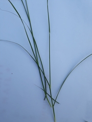 Poaceae