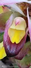 Curcuma sessilis
