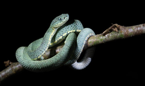 Green Jararaca