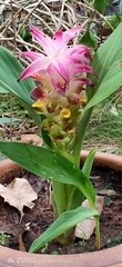 Curcuma sessilis