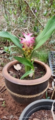 Curcuma sessilis