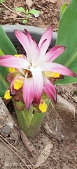 Curcuma sessilis