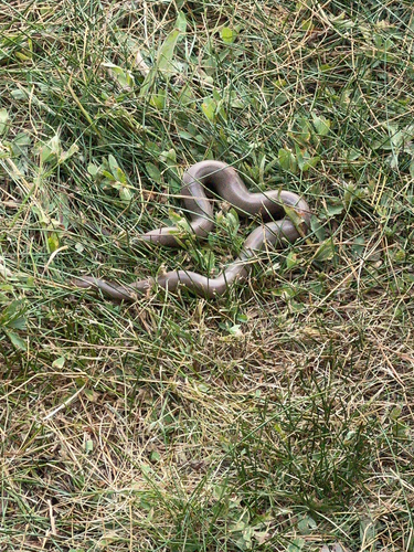 iNaturalist observation photo of Northern Rubber Boa