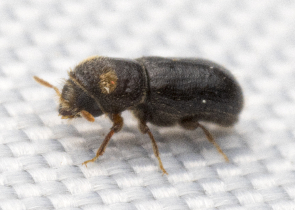 Pityoborus comatus