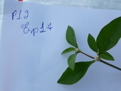 Alternanthera sessilis