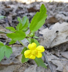 Ranunculus hispidus nitidus