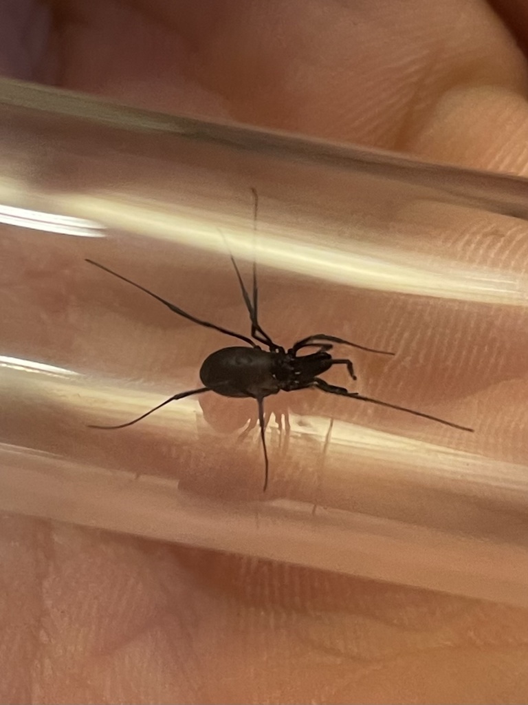 Taracus packardi