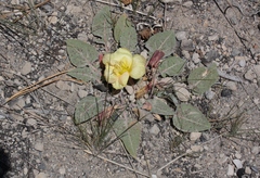 Oenothera xylocarpa
