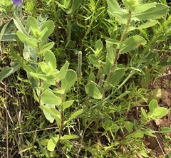 Grindelia ciliata
