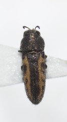 Acmaeodera ligulata