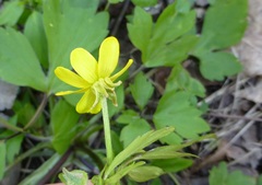 Ranunculus hispidus nitidus