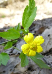 Ranunculus hispidus nitidus