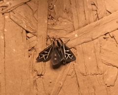 Apantesis williamsii