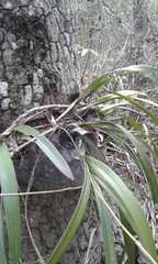 Encyclia parviflora