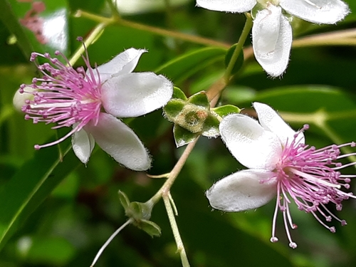 Decaspermum parviflorum observed 2019-06-08