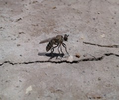 Laphystia