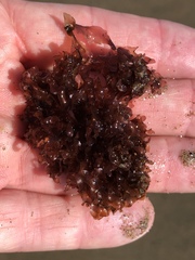 Cryptopleureae