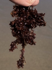 Cryptopleureae