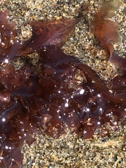 Cryptopleureae