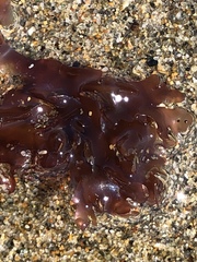 Cryptopleureae
