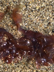 Cryptopleureae