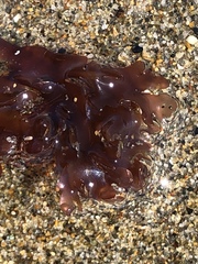 Cryptopleureae