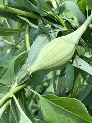 Gnorimoschema jocelynae gall