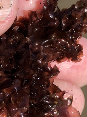 Cryptopleureae