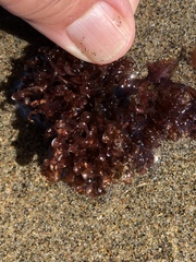 Cryptopleureae