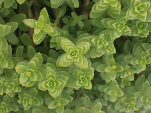 Honckenya peploides ssp. major