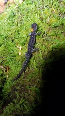 Plethodon teyahalee