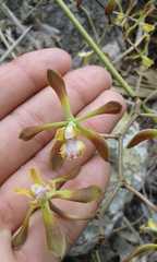 Encyclia parviflora